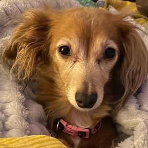 Meet your Posher, Heidi